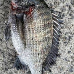 紀州釣りに挑戦！！